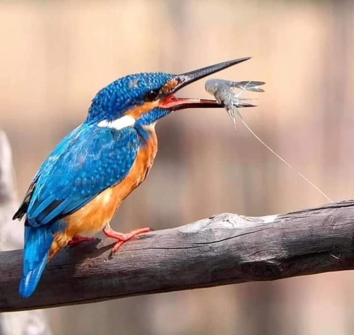 Sriyan Villa Beruwala Bagian luar foto